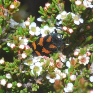 Castiarina helmsi at Wilsons Valley, NSW - 8 Feb 2023