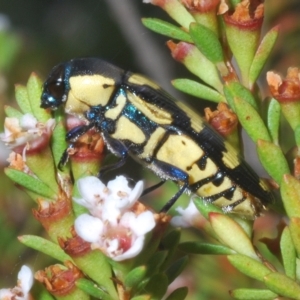 Castiarina octospilota at Nimmo, NSW - 8 Feb 2023