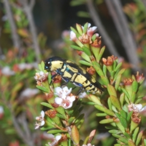 Castiarina octospilota at Nimmo, NSW - 8 Feb 2023 11:21 AM