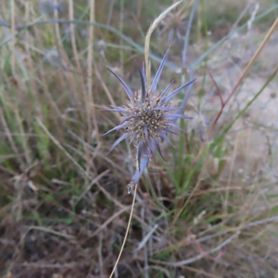 Eryngium ovinum (Blue Devil) at Molonglo Valley, ACT - 11 Feb 2023 by MatthewFrawley