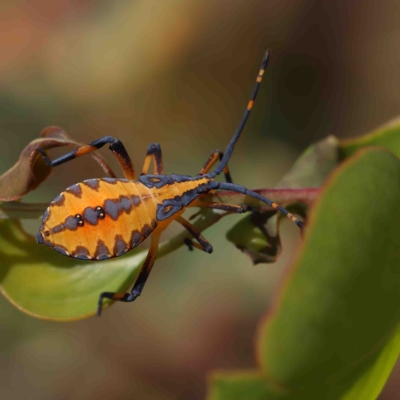 Amorbus sp. (genus) (Eucalyptus Tip bug) at O'Connor, ACT - 13 Jan 2023 by ConBoekel