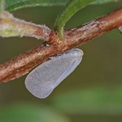 Anzora unicolor (Grey Planthopper) at O'Connor, ACT - 12 Jan 2023 by ConBoekel