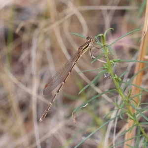 Austrolestes analis at O'Connor, ACT - 13 Jan 2023 10:15 AM