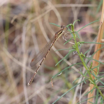 Austrolestes analis (Slender Ringtail) at O'Connor, ACT - 12 Jan 2023 by ConBoekel