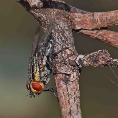 Oxysarcodexia varia (Striped Dung Fly) at Dryandra St Woodland - 13 Jan 2023 by ConBoekel