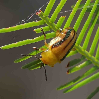 Calomela juncta (Leaf beetle) at O'Connor, ACT - 13 Jan 2023 by ConBoekel