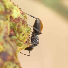 Camponotus aeneopilosus (A Golden-tailed sugar ant) at O'Connor, ACT - 13 Jan 2023 by ConBoekel