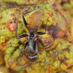 Camponotus aeneopilosus at O'Connor, ACT - 13 Jan 2023