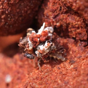 Chrysopidae (family) at O'Connor, ACT - 13 Jan 2023