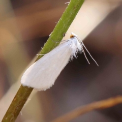 Tipanaea patulella at O'Connor, ACT - 13 Jan 2023