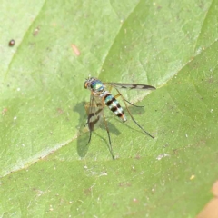 Heteropsilopus ingenuus (A long-legged fly) at O'Connor, ACT - 12 Jan 2023 by ConBoekel