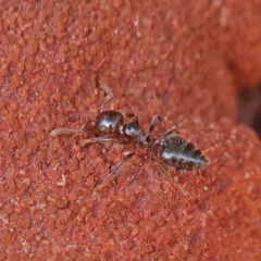 Crematogaster sp. (genus) (Acrobat ant, Cocktail ant) at O'Connor, ACT - 13 Jan 2023 by ConBoekel