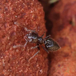 Crematogaster sp. (genus) at O'Connor, ACT - 13 Jan 2023