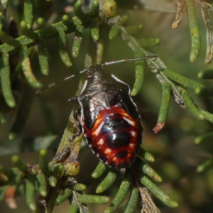 Oechalia schellenbergii at O'Connor, ACT - 13 Jan 2023 09:42 AM