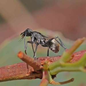 Polyrhachis ammon at O'Connor, ACT - 13 Jan 2023