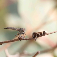 Cerdistus sp. (genus) (Slender Robber Fly) at O'Connor, ACT - 12 Jan 2023 by ConBoekel