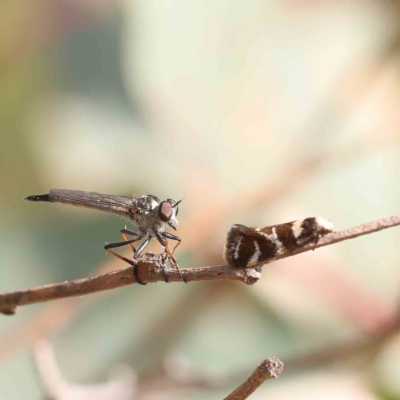 Cerdistus sp. (genus) (Slender Robber Fly) at O'Connor, ACT - 13 Jan 2023 by ConBoekel