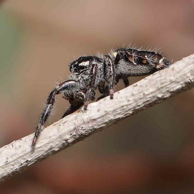 Sandalodes scopifer (White-spotted Sandalodes) at O'Connor, ACT - 13 Jan 2023 by ConBoekel