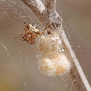 Araneus albotriangulus at O'Connor, ACT - 13 Jan 2023