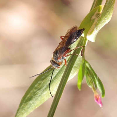 Thynninae (subfamily) (Smooth flower wasp) at O'Connor, ACT - 13 Jan 2023 by ConBoekel