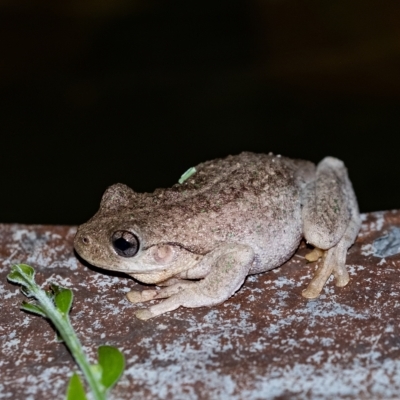 Litoria peronii (Peron's Tree Frog, Emerald Spotted Tree Frog) at Penrose, NSW - 10 Feb 2023 by Aussiegall