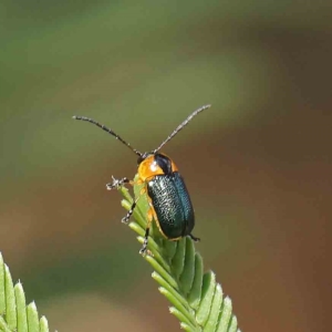 Aporocera (Aporocera) consors at O'Connor, ACT - 31 Jan 2023