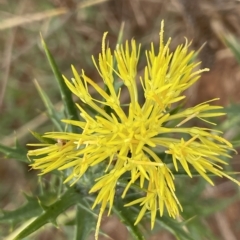 Carthamus lanatus (Saffron Thistle) at Fyshwick, ACT - 20 Jan 2023 by JaneR