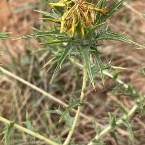 Carthamus lanatus at Fyshwick, ACT - 20 Jan 2023 12:56 PM