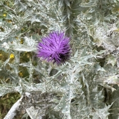 Onopordum acanthium (Scotch Thistle) at Fyshwick, ACT - 20 Jan 2023 by JaneR