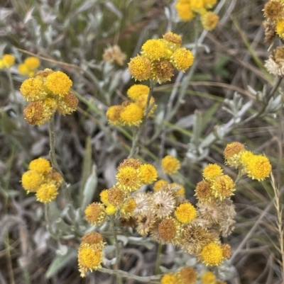 Chrysocephalum apiculatum (Common Everlasting) at Fyshwick, ACT - 20 Jan 2023 by JaneR