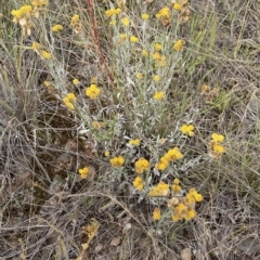 Chrysocephalum apiculatum at Fyshwick, ACT - 20 Jan 2023