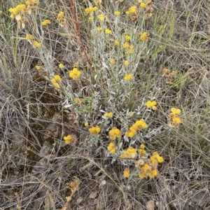 Chrysocephalum apiculatum at Fyshwick, ACT - 20 Jan 2023