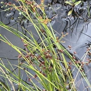 Juncus articulatus at Fyshwick, ACT - 20 Jan 2023