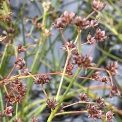 Juncus articulatus at Fyshwick, ACT - 20 Jan 2023