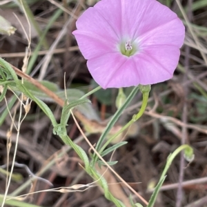 Convolvulus angustissimus subsp. angustissimus at Fyshwick, ACT - 20 Jan 2023