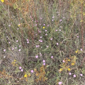 Convolvulus angustissimus subsp. angustissimus at Fyshwick, ACT - 20 Jan 2023