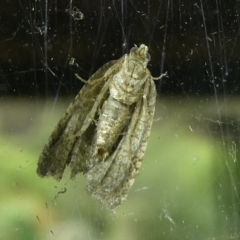 Acroceuthes metaxanthana (Dog-faced Bell Moth) at Charleys Forest, NSW - 11 Feb 2023 by arjay