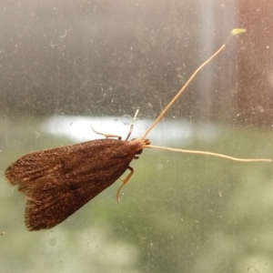 Achoria inopina at Charleys Forest, NSW - suppressed