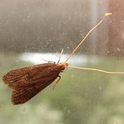 Achoria inopina (A Longhorned Moth (family Leciithoceridae)) at Charleys Forest, NSW - 11 Feb 2023 by arjay