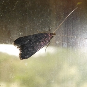 Achoria inopina at Charleys Forest, NSW - suppressed