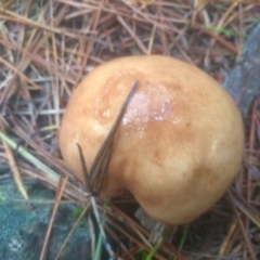 Suillus sp. (A bolete ) at Steeple Flat, NSW - 11 Feb 2023 by mahargiani