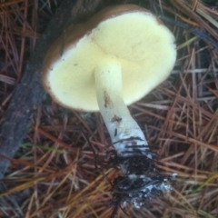 Suillus sp. at Steeple Flat, NSW - 11 Feb 2023 09:03 AM