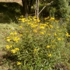 Senecio linearifolius var. latifolius at Steeple Flat, NSW - 10 Feb 2023 by mahargiani