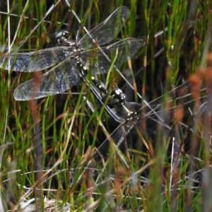 Synthemis eustalacta at Cotter River, ACT - 10 Feb 2023