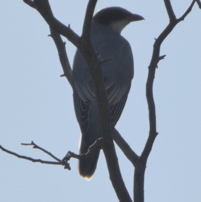 Coracina novaehollandiae (Black-faced Cuckooshrike) at Bicentennial Park - 11 Feb 2023 by Paul4K