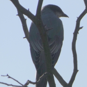 Coracina novaehollandiae at Queanbeyan West, NSW - 12 Feb 2023 07:51 AM