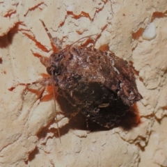 Ectopatria horologa at Wanniassa, ACT - 11 Feb 2023