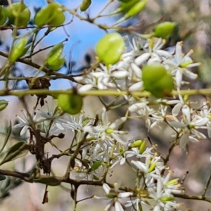 Bursaria spinosa subsp. lasiophylla at O'Malley, ACT - 12 Feb 2023