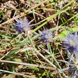 Eryngium ovinum at O'Malley, ACT - 12 Feb 2023