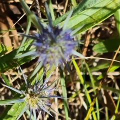 Eryngium ovinum at O'Malley, ACT - 12 Feb 2023 11:01 AM